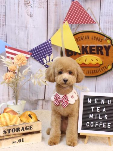 20240929ごんざぶろうくん